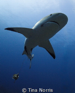 Shark with hook and attached fishing line. by Tina Norris 